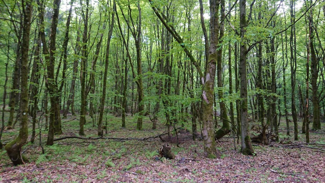 Appartamento Haus Hasenmueller Schmiedefeld am Rennsteig Esterno foto